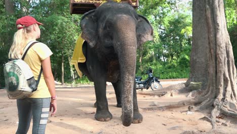 Tourist-Admires-Elephant-Near-Angkor-Wat