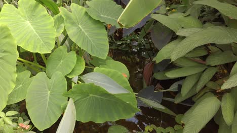 Exotische-Pflanzen,-Die-Einen-Kleinen-Teich-Bedecken