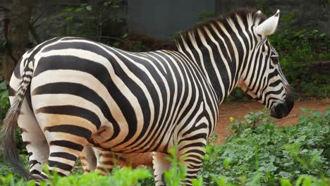 Schwarz-Weiß-Zebra-In-Einem-Park