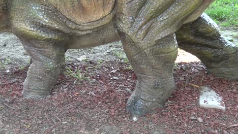 This-is-a-footage-of-Realistic-styraseurus-dinosaur-in-park-legs-close