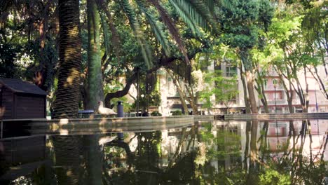 Lisbon-city-lake-park-with-ducks