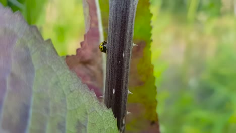 Close-up-shot-of-Psyllobora-vigintiduopunctata,-22-spot-ladybird-walking-on-a-stalk