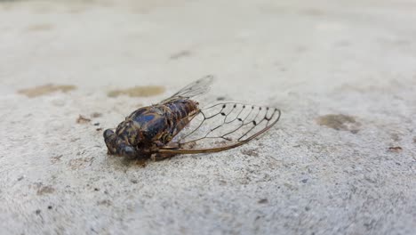 Dead-fly-being-eaten-and-moved-by-ants-on-a-gray-concrete-ground