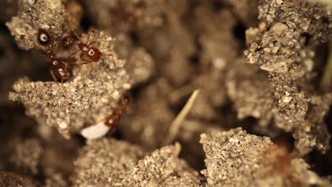 disturbed-fire-ant-mound---panning-towards-a-large-fire-ant-that-is-trying-to-move-a-shelled-white-bug-that-is-undeterred-from-the-ants-efforts