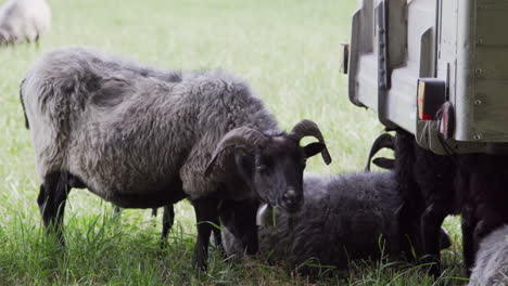 sheep-hiding-under-a-wagon