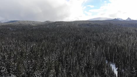 Drone-flies-over-snow-covered-pine-forest-in-the-mountains