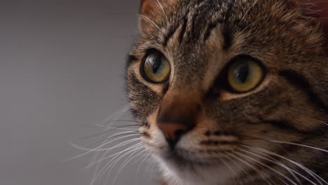 European-shorthar-cat-closeup-looking-near-camera