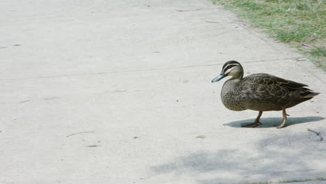 A-duck-waddling-across-a-concrete-path-to-grass