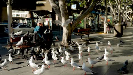 Vagabundo-Alimentando-Pájaros-De-La-Ciudad-Palomas