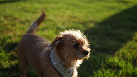 A-cute-small-furry-pet-dog-in-the-green-grass-at-a-public-park-SLOW-MOTION