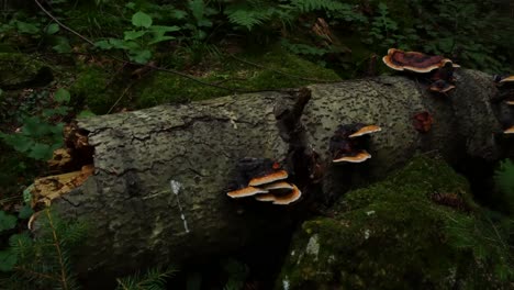 Panning-shot-of-mushrooms-on-a-fallen-dead-tree