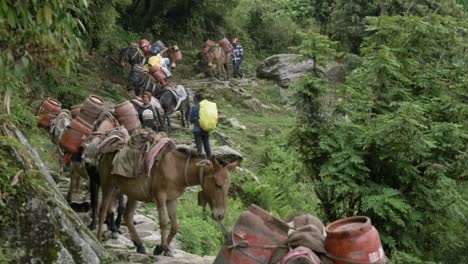 Slow-Motion-Horses-and-Villagers-Walking-on-Trail-in-Nepal-Himalaya,-Annapurna