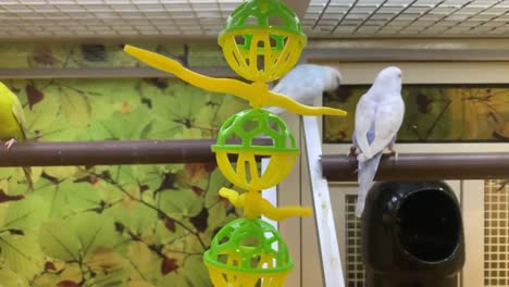 Colorful-birds-in-a-large-bird-cage-with-a-toy-swinging-back-and-forth