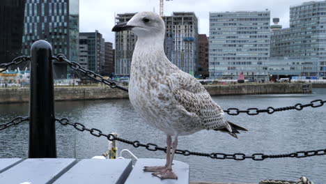 Detail-of-seagull-perched-on-the-pier.-Handheld