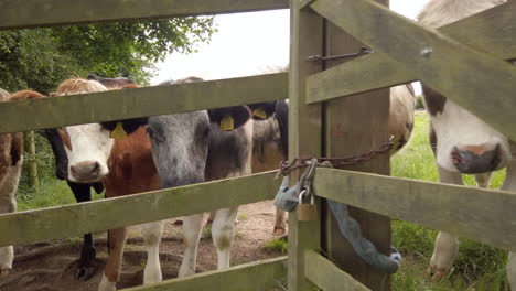 Slow-Motion-Dolly-Shot-of-a-Dairy-Cow-Peering-Through-Wooden-Fence,-Moving-Out-to-Reveal-the-Herd