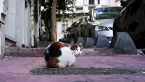 Katze-Mit-Mann-In-Den-Straßen-Von-Istanbul,-Türkei