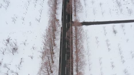 Car-drives-down-a-long-Winter-road-at-Metasequoia-Namiki,-Shiga-Japan