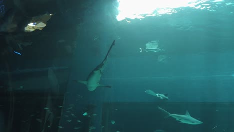 Bullenhai-Schwimmt-Im-Texas-State-Aquarium,-Pfannen-Links