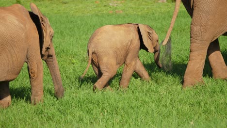 Elephant-calf-quickly-follows-mother's-feet-across-green-grass-field,-close-up