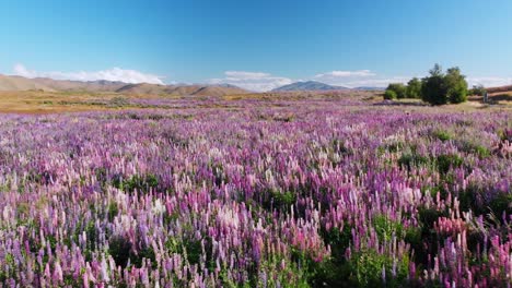 SLOWMO---Aerial-drone-shot-over-blooming-purple-lupins-near-Lake-Tekapo,-New-Zealand