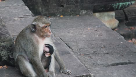 Medium-Shot-of-Mother-and-Baby-Monkeys-on-the-Rocks-at-Angkor-Wat