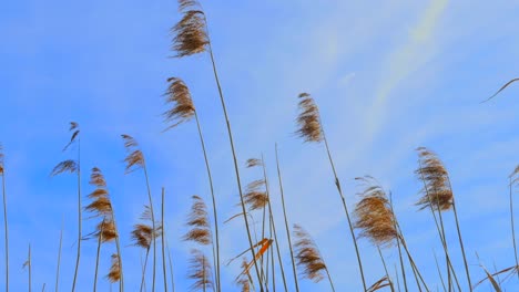 Low-angle-shot-of-waving-golden-reeds-in-the-wind-during-beautiful-day-with-blue-sky