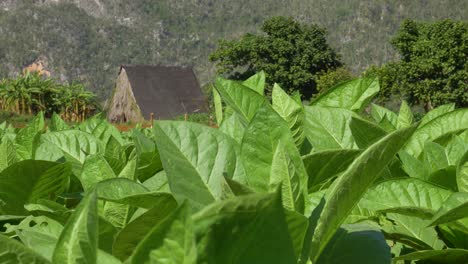 tobacco-field-and-Drier-house