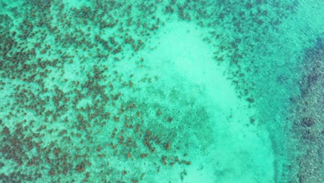 Blanqueamiento-De-Corales-Y-Calentamiento-Global