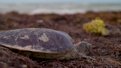Extreme-closeup-of-the-shell-of-a-dead-sea-turtle-with-trash-and-the-sea-in-the-distance