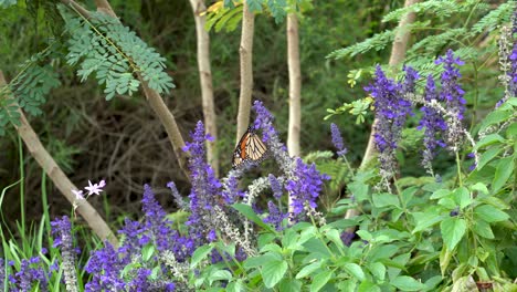 A-monarch-butterfly-flaps-its-wings,-flutters,-then-flies-to-a-new-flower