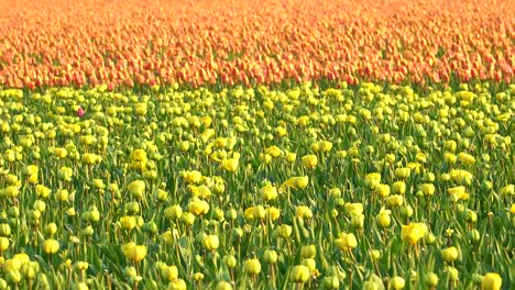 Blühende-Gelbe-Tulpen-Vor-Einem-Orangefarbenen-Tulpenhintergrund-In-Einer-Folie-Von-Links-Nach-Rechts