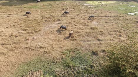 Wide-Timelapse-of-Water-Buffalo-in-a-Green-Grassy-Field