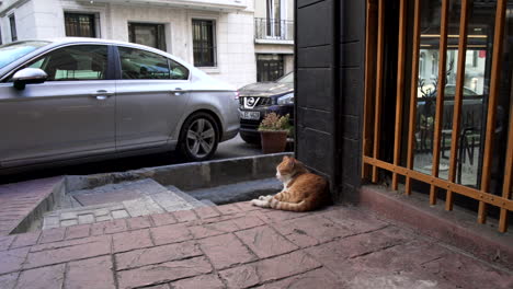 Gato-Descansando-En-Las-Calles-De-Estambul