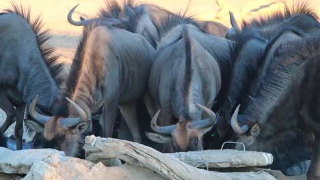 Members-of-a-Wildebeest-confusion-compete-to-drink-at-watering-hole