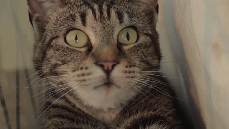 Angry-young-tabby-cat-hissing-into-camera-close-up-portrait-shot