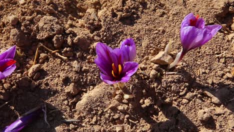 Close-up-purple-saffron-flower-in-farm-soil-and-Saffron-crocus-harvest-top-view