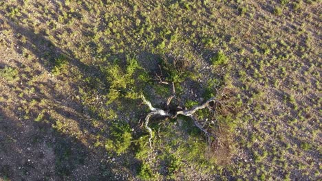 Luftaufnahme-Eines-Zerbrochenen-Savannenbaums,-Der-Vom-Blitz-Getroffen-Wurde,-Südafrika