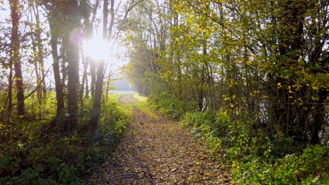 Wunderschöner-Weg,-Bedeckt-Mit-Grünen-Und-Orangefarbenen-Herbstblättern-Und-Umgeben-Von-Bäumen