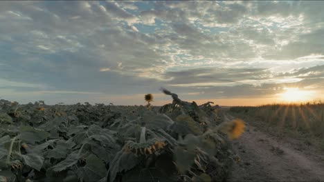 Time-lapse-of-sun-setting-over-sunflower-field