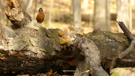 Robin-bird-leaving-and-coming-back-within-frame-while-on-a-dead-trunk