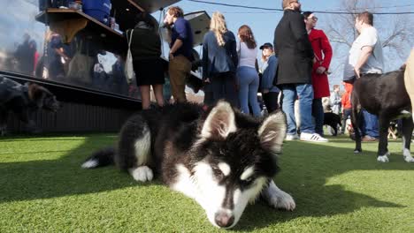 An-adorable-black-and-white-husky-puppy-with-bright-blue-eyes-smiles-happily-while-friends-wait-in-line-for-drinks-at-an-upscale-urban-dog-park-and-bar-in-a-friendly-neighborhood-in-Atlanta,-Georgia