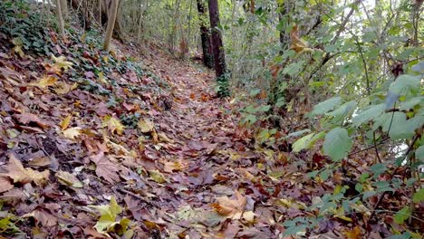 A-trail-covered-completely-in-beautiful-green-and-red-colored-leaves-of-autumn-in-dense-green-jungles