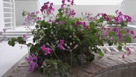 Schöne-Blumen-Auf-Dem-Balkon-Im-Winter