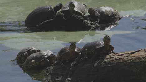 Turtles-sumbathing-near-water-shot