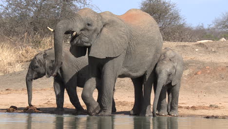 Una-Hembra-De-Elefantes-Con-Sus-Dos-Crías-Bebiendo-En-Un-Abrevadero-En-áfrica