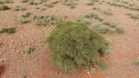 Luftaufnahme-Eines-Großen-Kameldornbaums-In-Einer-Trockenen-Kalahari-Landschaft,-Südafrika