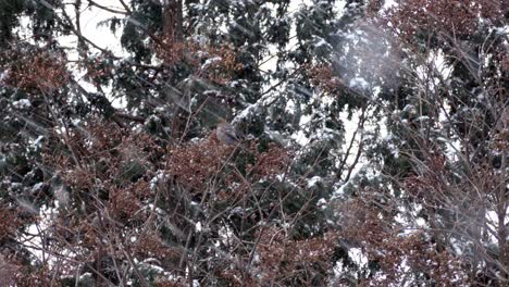 Northern-bird-species-pine-grosbeak-feeding-in-winter-during-sideway-snowfall