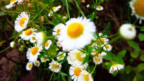 Close-up-shot-of-blooming-daisy-flowers