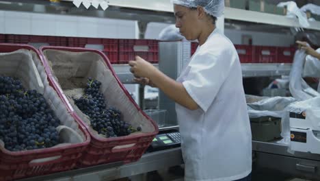 Workers-package-freshly-harvested-grapes-in-a-vineyard-processing-facility,-medium-shot