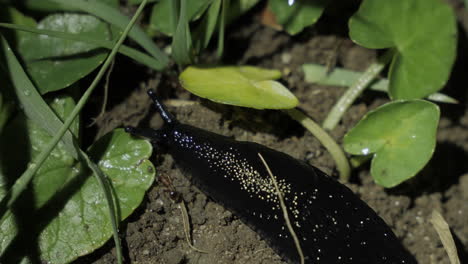 macro-shot-of-black-slug-crawling-on-ground